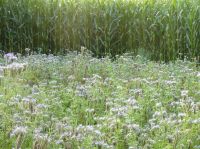 Blütenmeer im Venner Maislabyrinth