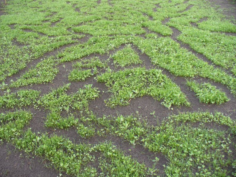 Maislabyrinth Venne 2014 - Fotogalerie - 27 von 100