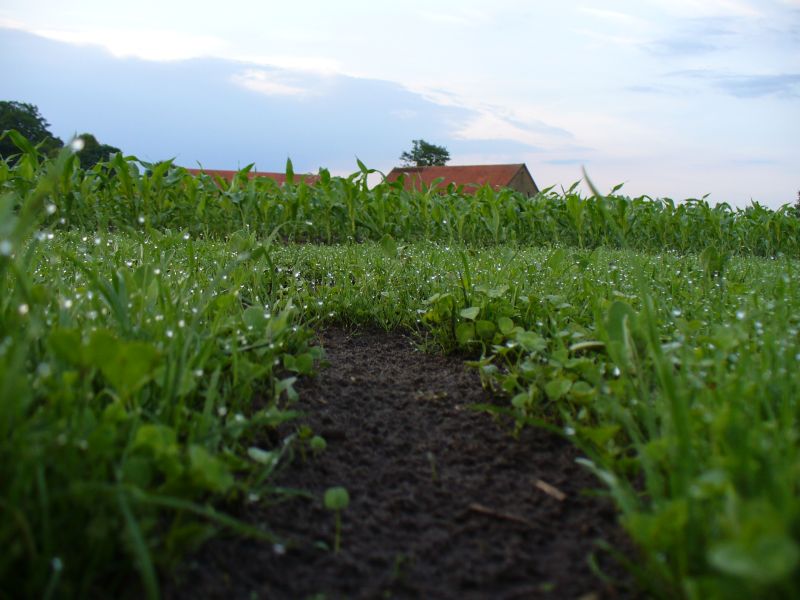 Maislabyrinth Venne 2014 - Fotogalerie - 28 von 100