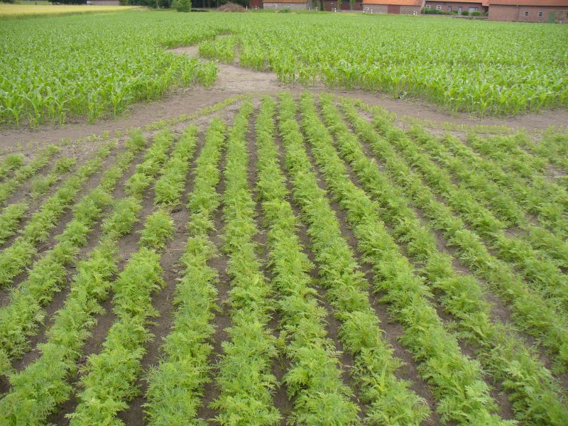 Maislabyrinth Venne 2014 - Fotogalerie - 31 von 100