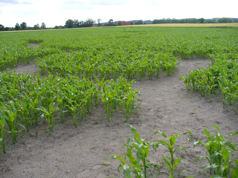 Maislabyrinth Venne 2014 - Fotogalerie - 38 von 100