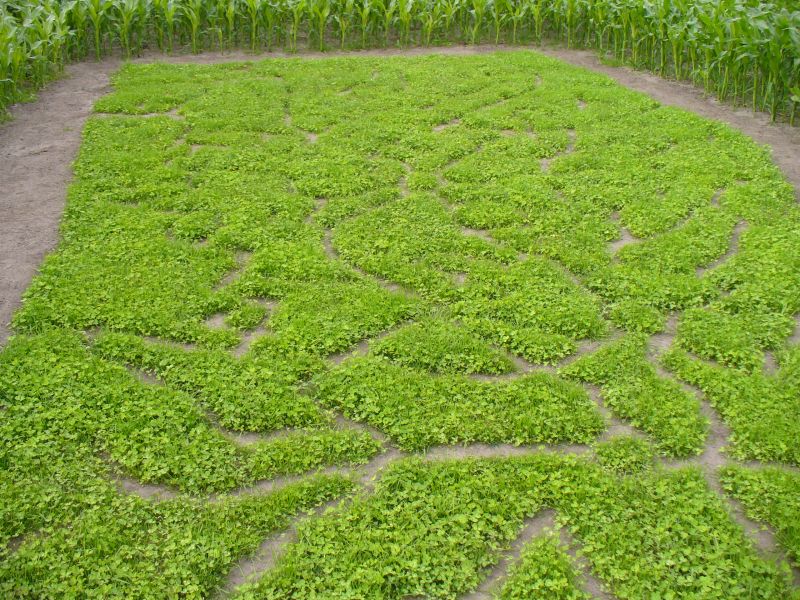 Maislabyrinth Venne 2014 - Fotogalerie - 48 von 100