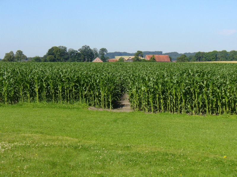 Maislabyrinth Venne 2014 - Fotogalerie - 67 von 100