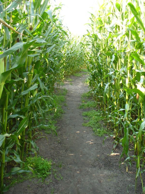 Maislabyrinth Venne 2014 - Fotogalerie - 87 von 100