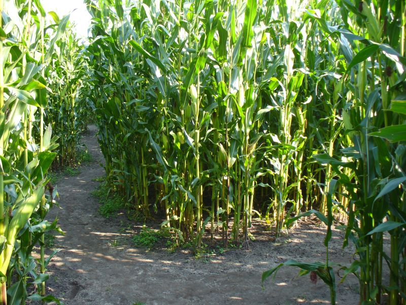 Maislabyrinth Venne 2014 - Fotogalerie - 89 von 100