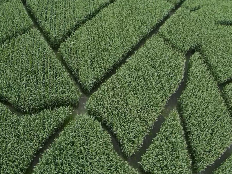 Maislabyrinth Venne 2014 - Fotogalerie - 51 von 100