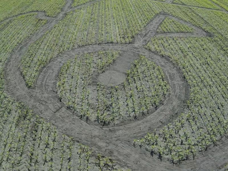 Maislabyrinth Venne 2014 - Fotogalerie - 22 von 100